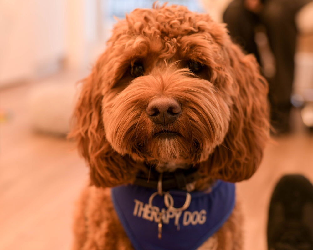 Ralph, Official Hypoallergenic Practice Therapy Dog at Marylebone Smile Clinic
